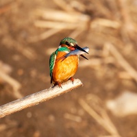 Астраханский заповедник. Зимородок
